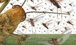 蝗虫实验室爆料视频大全,全方位爆料视频大全